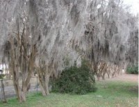 Crape-myrtle row in winter with  ()