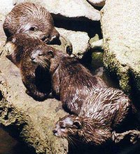 European River Otters
