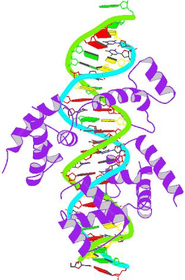 Pit-1 homeobox-containing protein bound to DNA