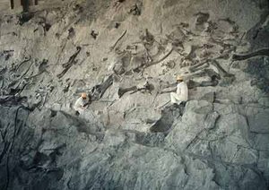 Workers inside the Dinosaur Quarry building