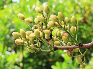 Pistachio nuts growing on a tree