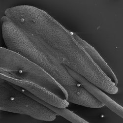 Scanning electron microscope image of Penta lanceolata anthers, with pollen grains on surface