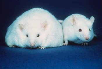 Obesity is a significant  concern throughout the developed and developing world.  Scientists investigating the mechanisms and treatment of obesity are using  animals, such as the mouse on left, to learn more.