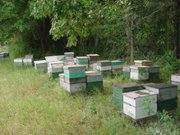 An Apiary in , Langstroth hives on pallets
