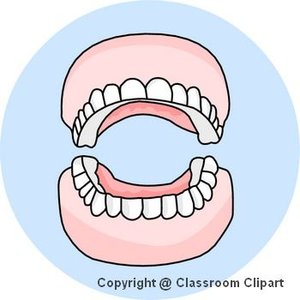  Teeth, Image provided by Classroom Clip Art (http://classroomclipart.com)