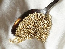 Spoonful of raw, organic quinoa.
