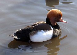 A male Red-crested Pochard