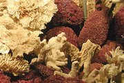 Various coral skeletons in a zoological display.