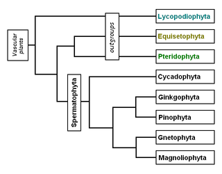 Phylogeny of the modern Spermatophyta (seed plants) and some allied vascular plant groups. Note that the spore-bearing vascular plants are  with respect to the seed plants, with  (Pteridophyta) more closely allied to seed plants than they are to  (Lycopodiophyta)