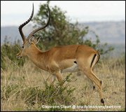 Impala, Masai National Reserve, Kenya Africa. Image provded by Classroom Clipart (http://classroomclipart.com)