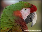 Close Up of a parrot with brightly colored feathers. Image provded by Classroom Clipart (http://classroomclipart.com)