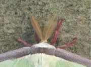 antennae of a luna moth