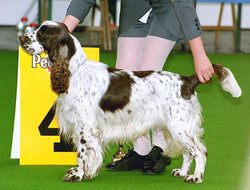 An English Springer Spaniel. Unusually, the tail is undocked in this individual
