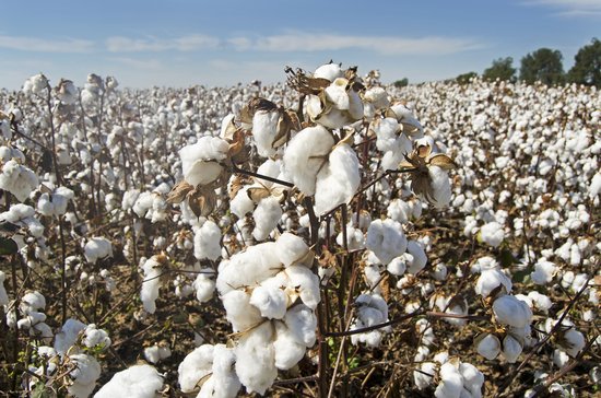 Cotton plants growing in field