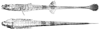 Alligatorfish
