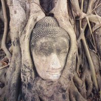 Buddha overgrown by fig tree, Wat Mahatat
