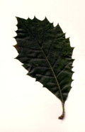 Spiny juvenile leaf of a Holm Oak