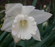 An all-white daffodil