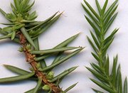 Juniper needles, magnified. Left, Juniperus communis (Juniperus sect. Juniperus; note needles 'jointed' at base). Right, Juniperus chinensis (Juniperus sect. Sabina; note needles merging smoothly with the stem, not jointed at base).