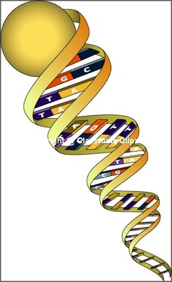 DNA Illustration provided by Classroom Clipart (http://classroomclipart.com)