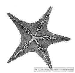 Starfish Illustration provided by Classroom Clip Art (http://classroomclipart.com)