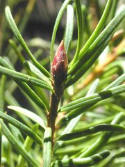 : needle leaves and bud of  (Pseudotsuga menziesii)