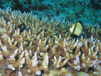 coral reef philippine islands 