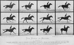 Horse Running - Edward Muybridge