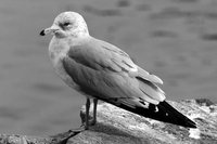 Photo: Ring-billed Gull