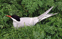Arctic Terns breed in the arctic and sub-arctic and winter in Antarctica.