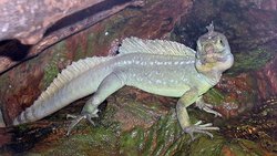  (Basiliscus plumifrons) of the family .