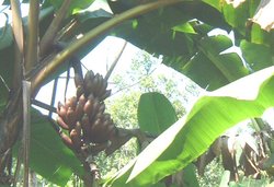 Red Bananas in Kitulgala forest