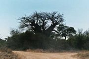 Baobab tree in South-Africa
