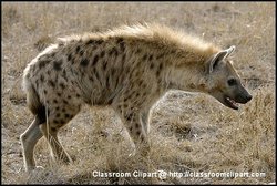 Hyena, Kenya Africa. Picture provided by Classroom Clip Art (http://classroomclipart.com)