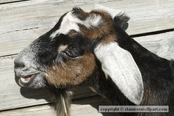 Adult male or billy goat