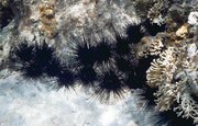 Group of black, long-spined Caribbean sea urchins,Diadema antillarum (Philippi)