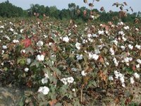 Gossypium hirsutumMature cotton almost ready to pick