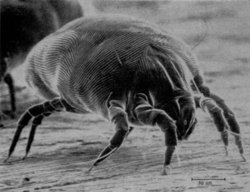 The house dust mite, its faeces and  are common allergens around the home