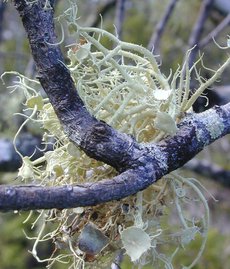 Usnea australis, a fruticose form, growing on a tree branch