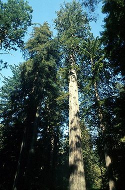 The  , the tallest tree species on earth