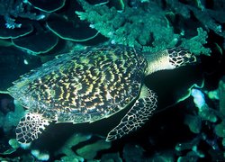Hawksbill turtle photographed in .