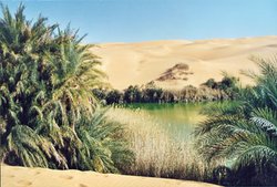 Oasis in the Libyan part of the 
