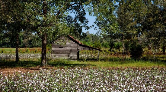 Cotton Farm in Alabama.