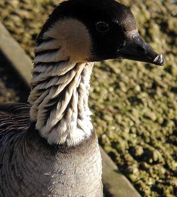 The distinctive neck of the Hawaiian Goose