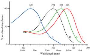 Wald plotted the absorbance of rod pigment (black curve), then later the absorbance of cone pigments (red, green, and blue curves)