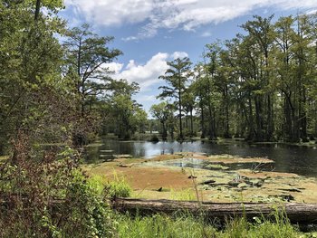 Swamp located along a tributary of the Chowan River.JPG