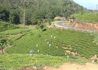 Most hill-country Tamils in Sri Lanka still work on tea plantations like this one near .