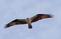 Osprey soaring.