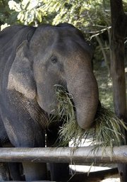 Asian Elephant, Chiange Mae, Thailand. Picture courtesy of Classroom Clip Art (http://classroomclipart.com)