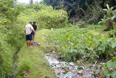 Several small lo‘i or pondfields in which taro (or kalo) is being grown in Hawai‘i